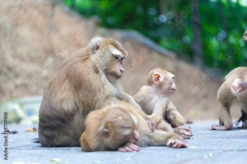 monkey family © merydolla