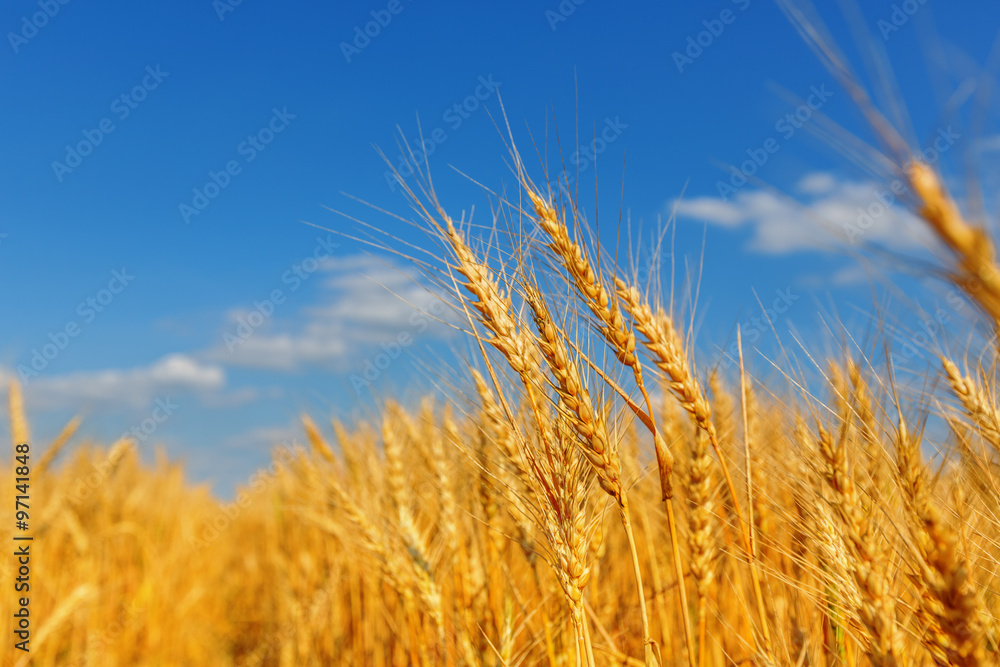 Wheat ears