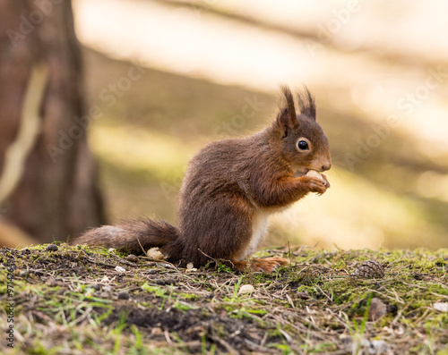 Red Squirrels at Formby Point, Formby, Southport, Merseyside, UK © Sue Burton