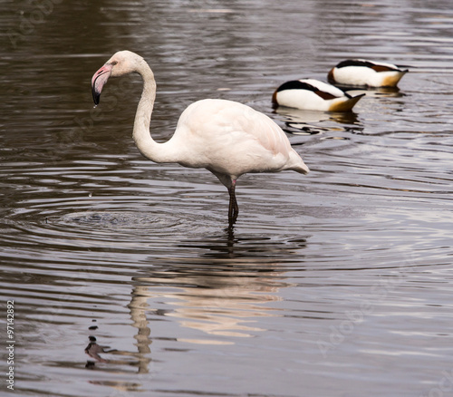 Burscough, Lancashire, UK. 27th March 2015. Greater Flamingo and Avocets at Martin Mere Wetlands Centre