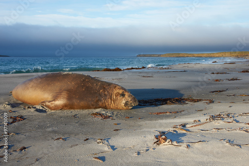 Male Southern Elephant Seal (Mirounga leonina) during the breeding season on Sealion Island in the Falkland Islands.