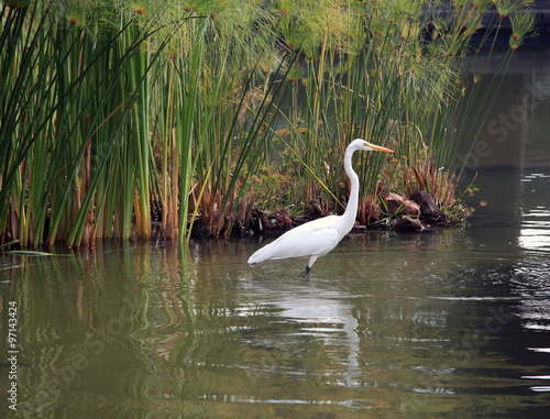 Heron on the Water