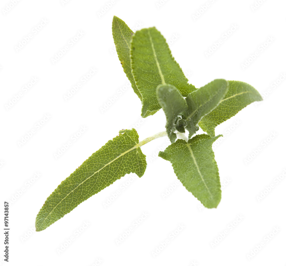 Salvia canariensis, Canary Island sage Stock Photo | Adobe Stock