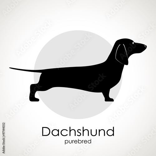 Dachshund