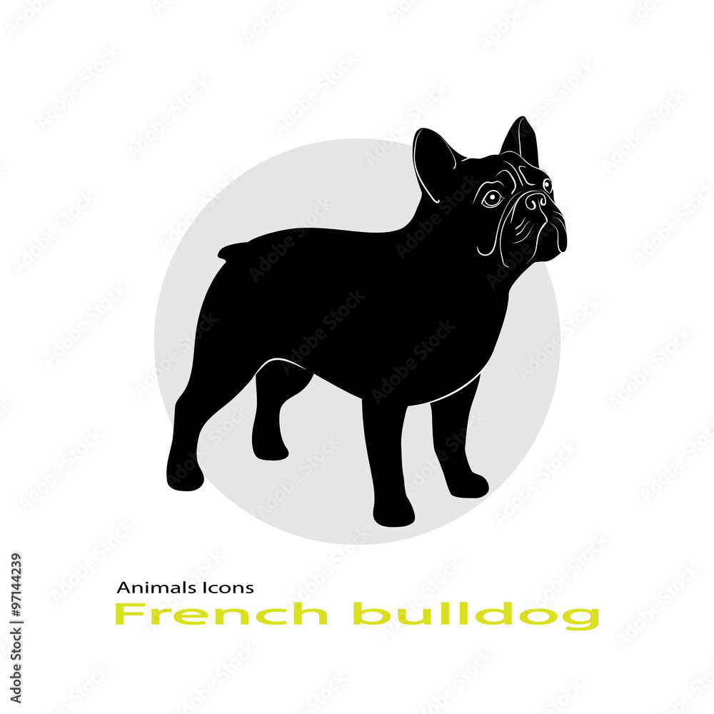 Obraz premium French bulldog