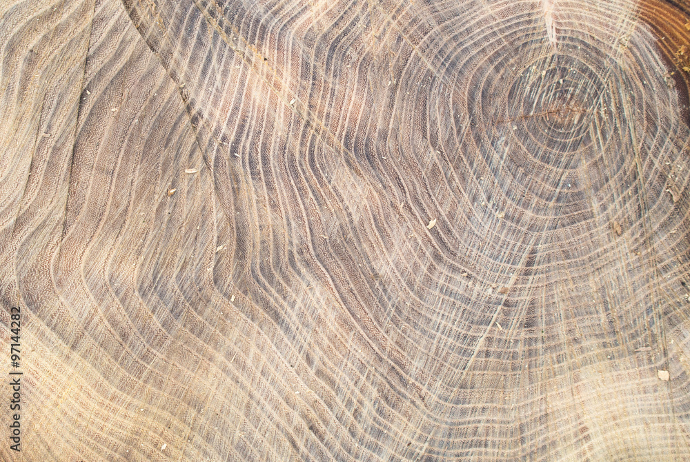 Fototapeta premium Top view of the surface of the fresh stump with annual rings