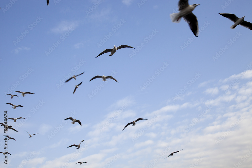 Fototapeta premium seagulls 