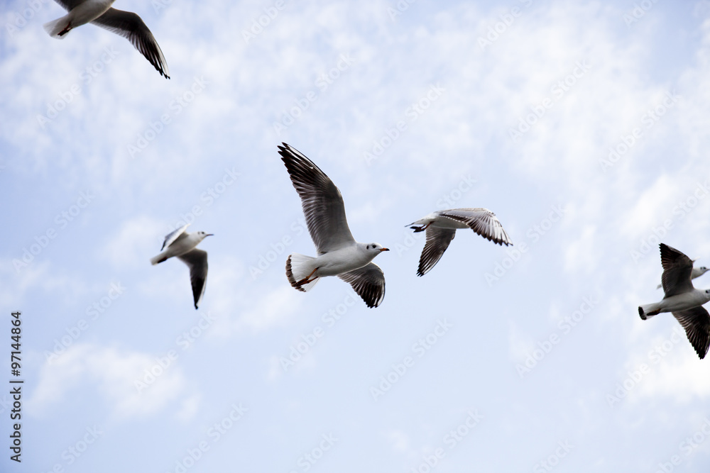 Obraz premium seagulls 