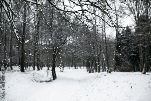 Beautiful calm winter day with outfocus background. Carpathians.