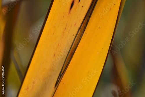 A flax leaf yellowed with age. photo