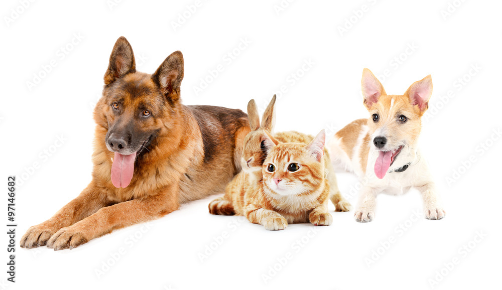 Cute pets, isolated on white
