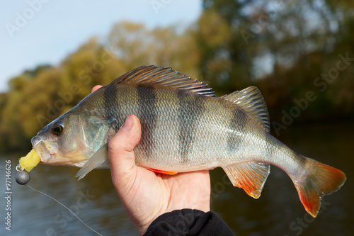 Perch caught on sunny day