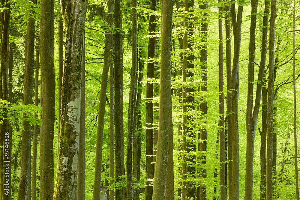Fototapeta premium Frühling
