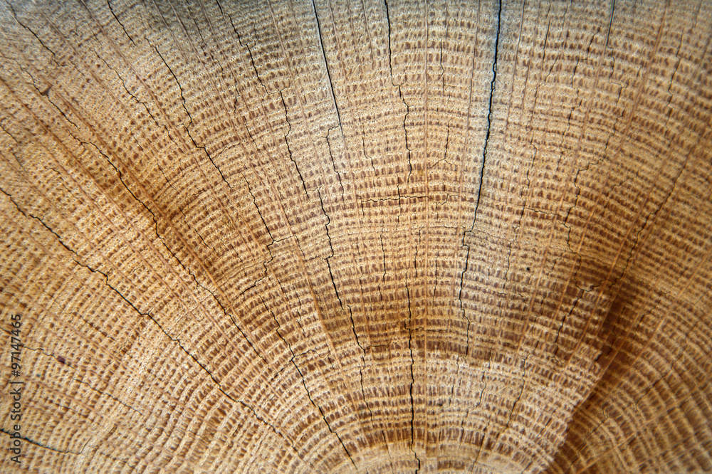 Fototapeta premium Wwooden texture