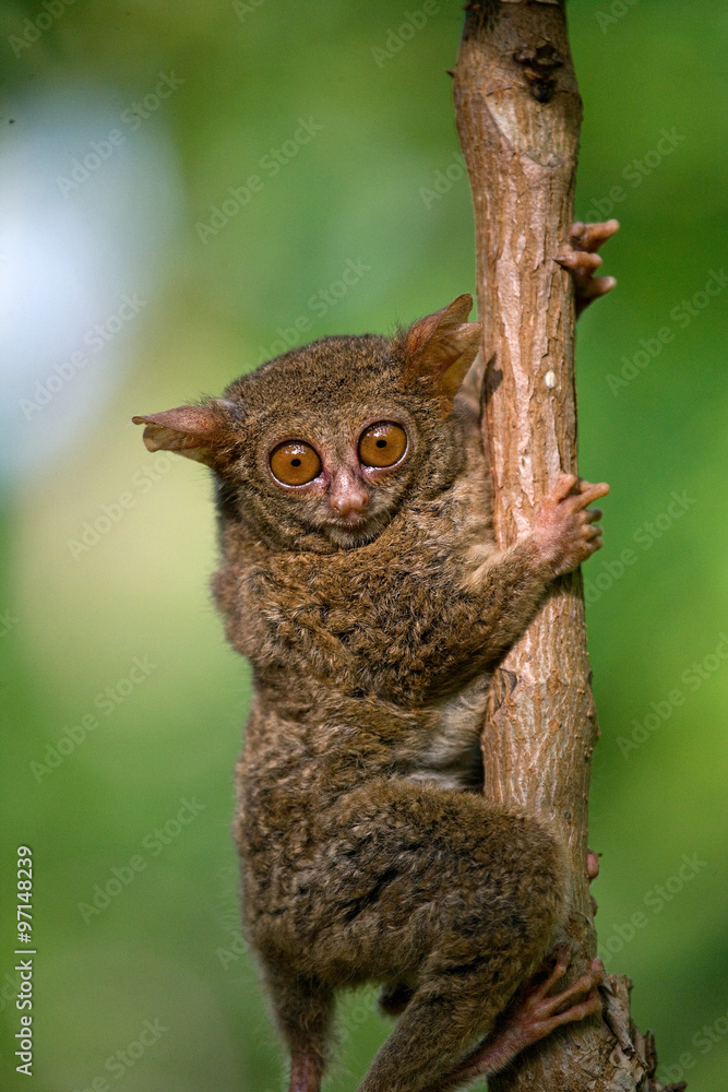 Tarsius sits on a tree in the jungle. close-up. Indonesia. Sulawesi Island. An excellent illustration. Tarsius sits on a tree in the jungle. close-up. Indonesia. Sulawesi Island. An excellent illustration.