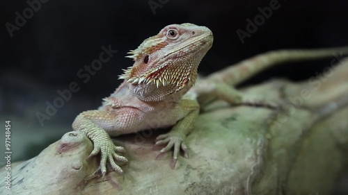 Agama - Australian dragon lizard
 photo