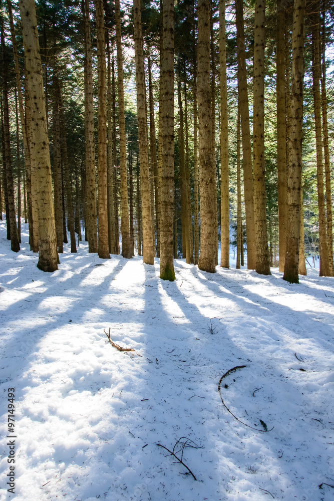 Rays of light in the snowy forest Rays of light in the snowy forest