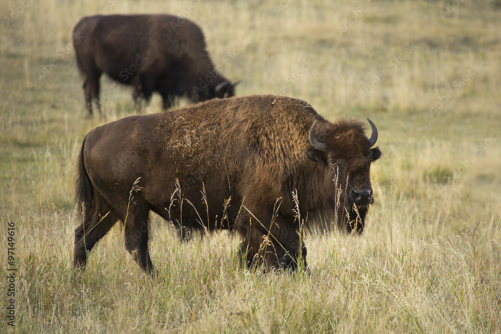 Large bison browsing in grasslands of Yellowstone National Park, Wyoming.