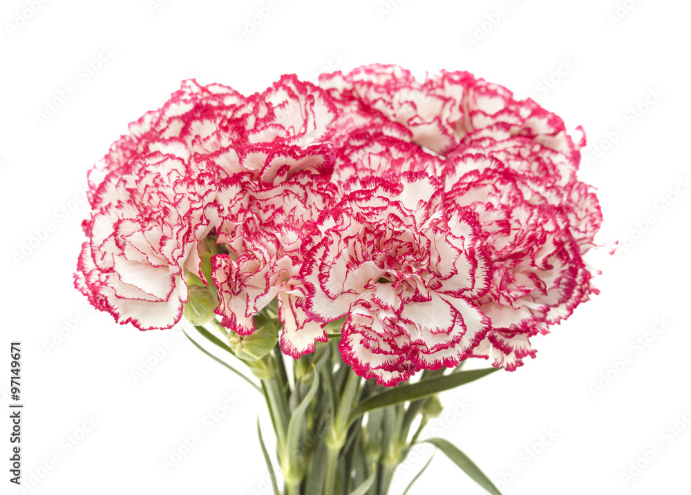 white carnation with dark pink petal edges