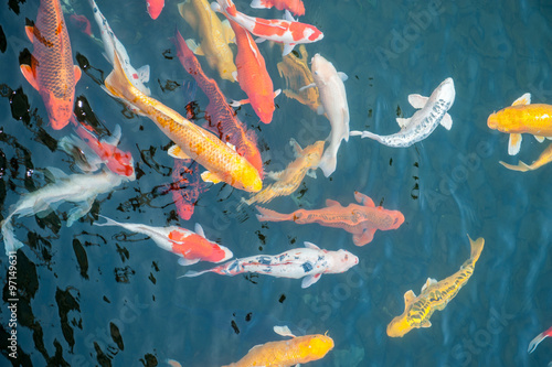 Schooling of colored koi carp in water