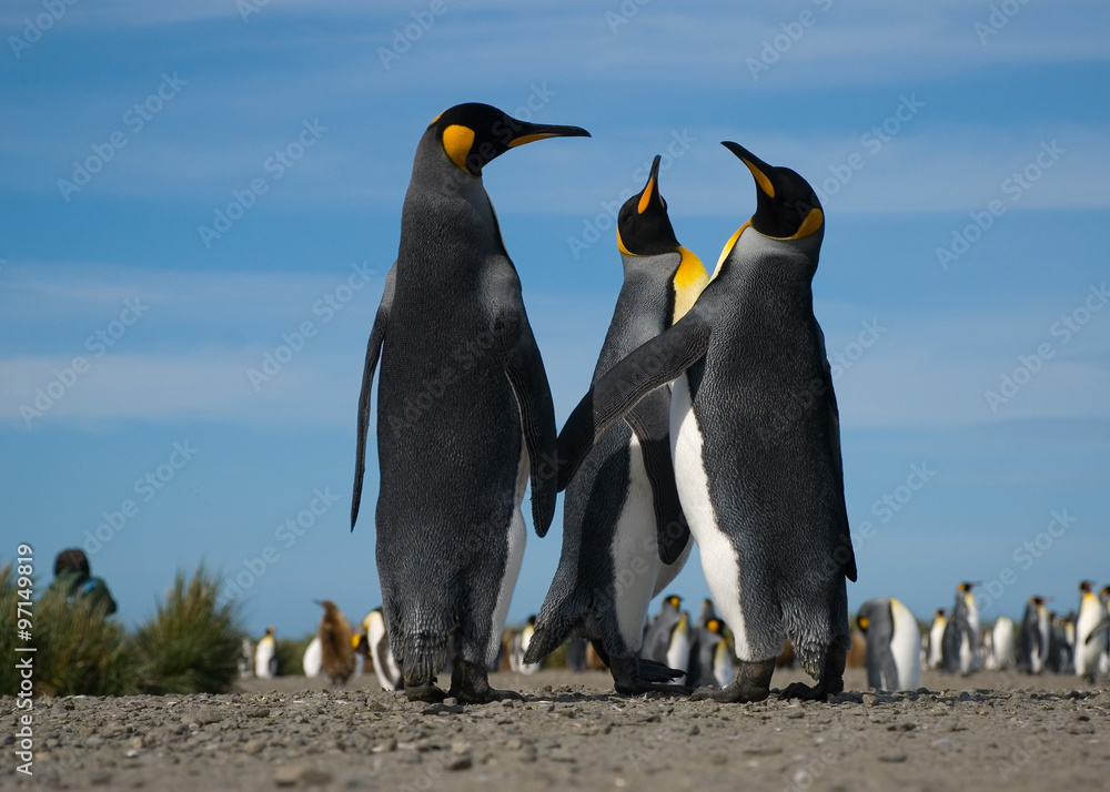 Fototapeta premium König Pinguine