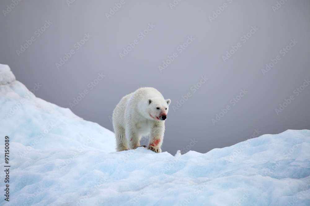 Polar bear in natural environment 
