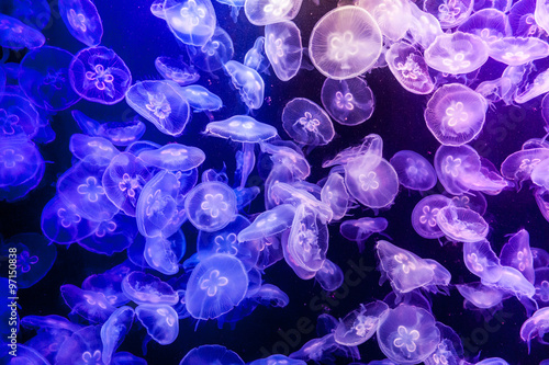 School of Jelly fish in aquarium with mixed lighting