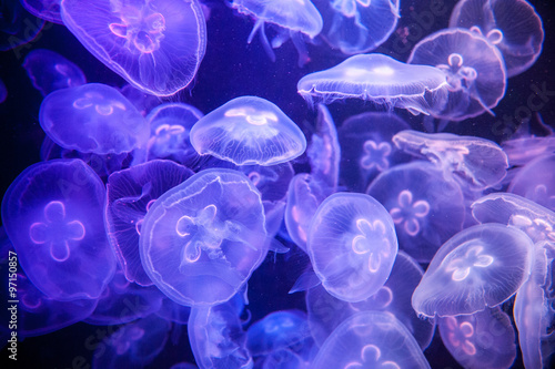 school of Jelly fish in aquarium with blue light photo