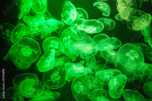 school of Jelly fish in aquarium with green light