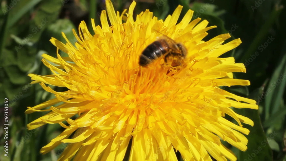 Bee is working for honey. Yellow dandelion - honey plant. Bee is working for honey. Yellow dandelion - honey plant.