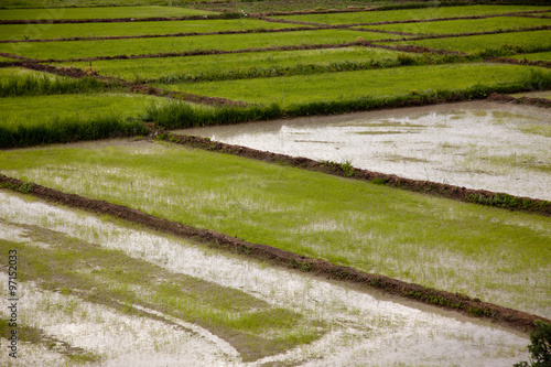 Rice Paddy
 photo