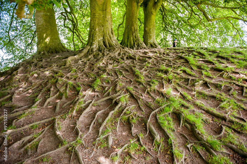 Large and exposed tree roots visable above ground Large and exposed tree roots visable above ground