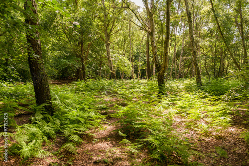 Forest trees and plants