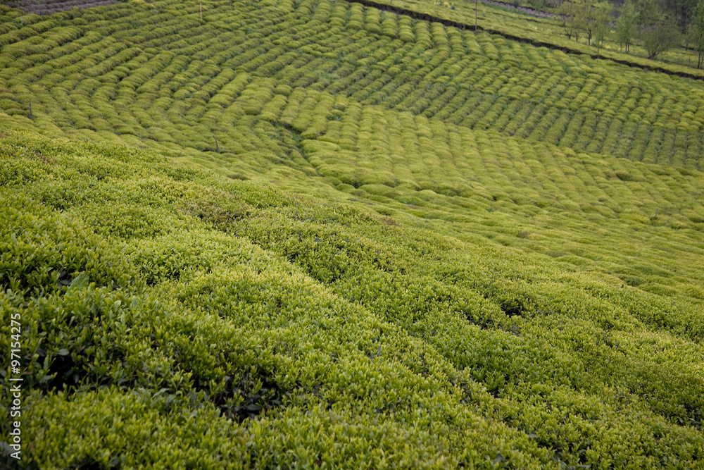 Tea plantation
