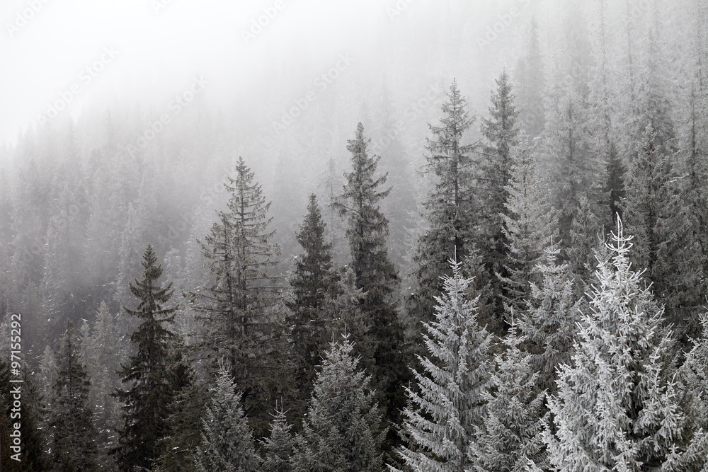 Naklejka premium Zamarznięty zimowy las we mgle