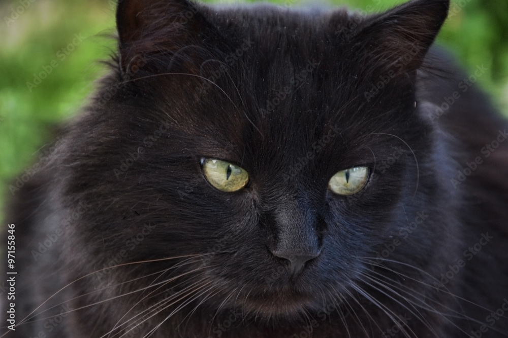 Close up of thick long hair black Chantilly Tiffany cat lying at the garden. Fat tomcat with stunning big green eyes sitting at home