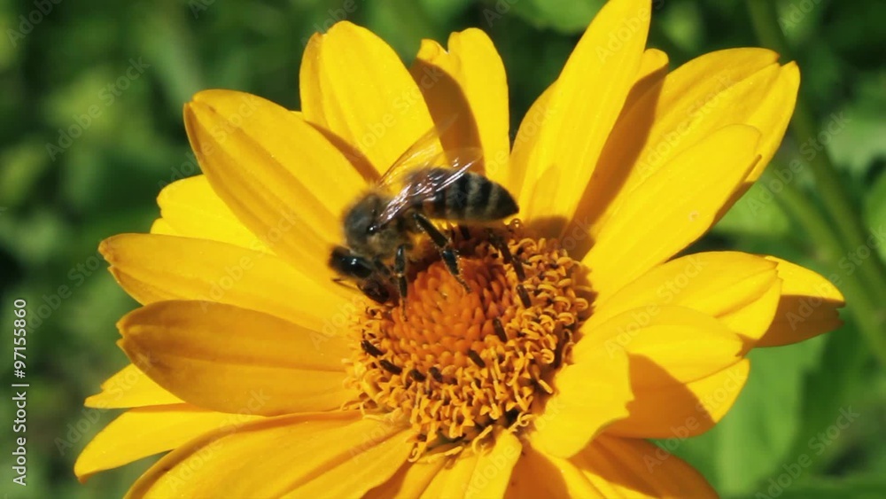 Bee on yellow flower. Bee on yellow flower.