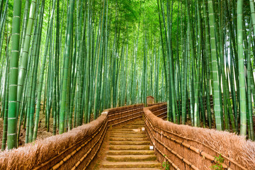 Sierkussen Pistachekleur Bamboebos in Kyoto Japan  © SeanPavonePhoto