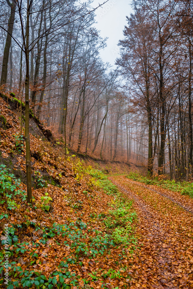 Waldweg im Spätherbst