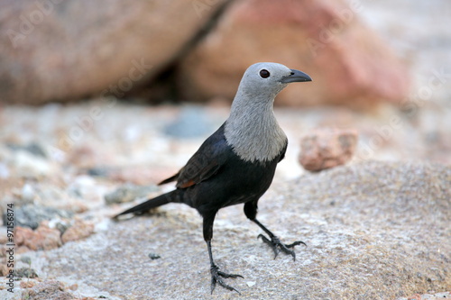 Foto Socotra starling (Onychognathus frater)