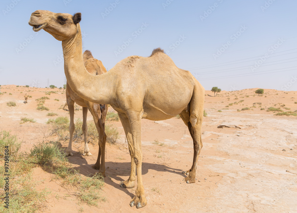 wild camels in the hot dry middle eastern desert uae with blue sky wild camels in the hot dry middle eastern desert uae with blue sky