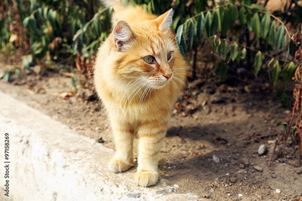 red cat in the park