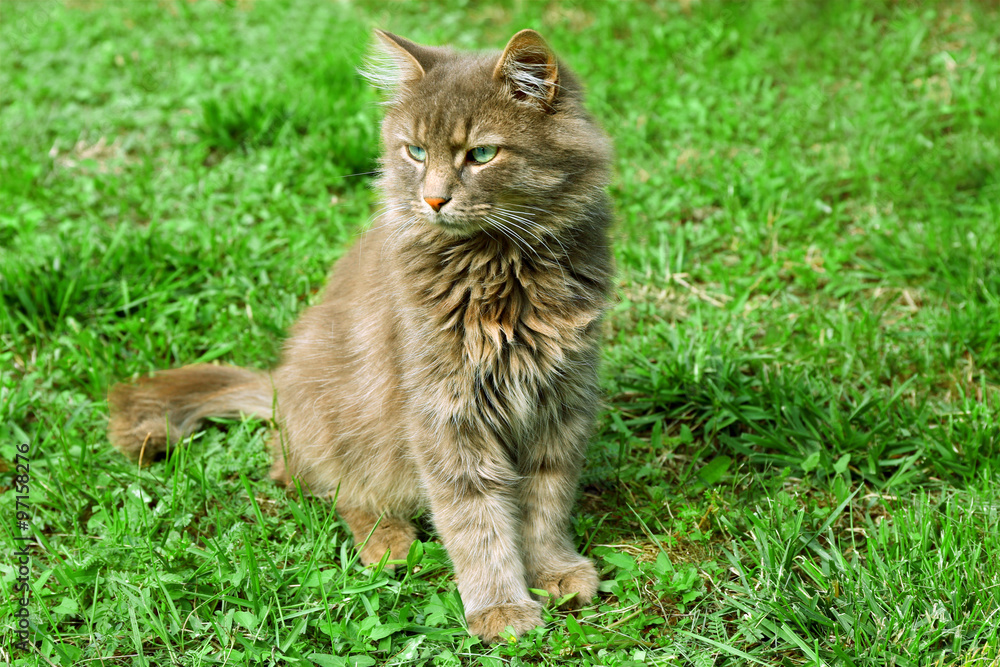 grey cat on green grass background