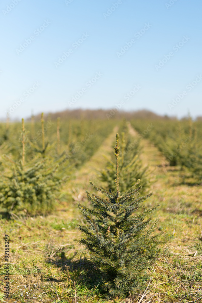 Nursery garden Christmas trees