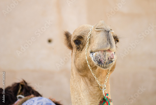 Arabic Camel keeping cool in the shade chewing food