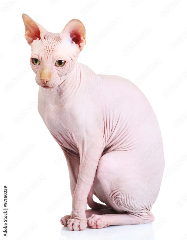 Cat sphynx at vet, isolated on white