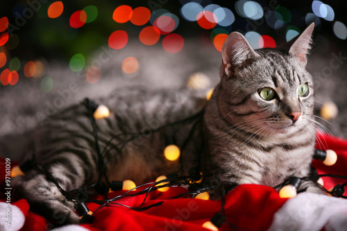 Fototapeta Naklejka Na Ścianę i Meble -  Beautiful cat near Christmas tree with decoration