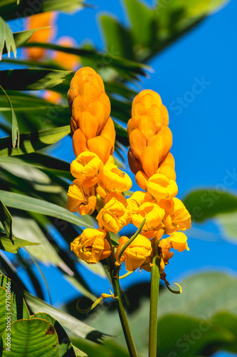 Ringworm Bush ,Candelabra Bush ,Seven Golden Candle-stick photo