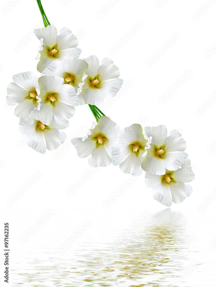 Fototapeta premium mallow flowers isolated on white background