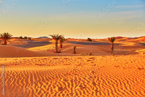 Palm trees and sand dunes in the Sahara Desert, Morocco